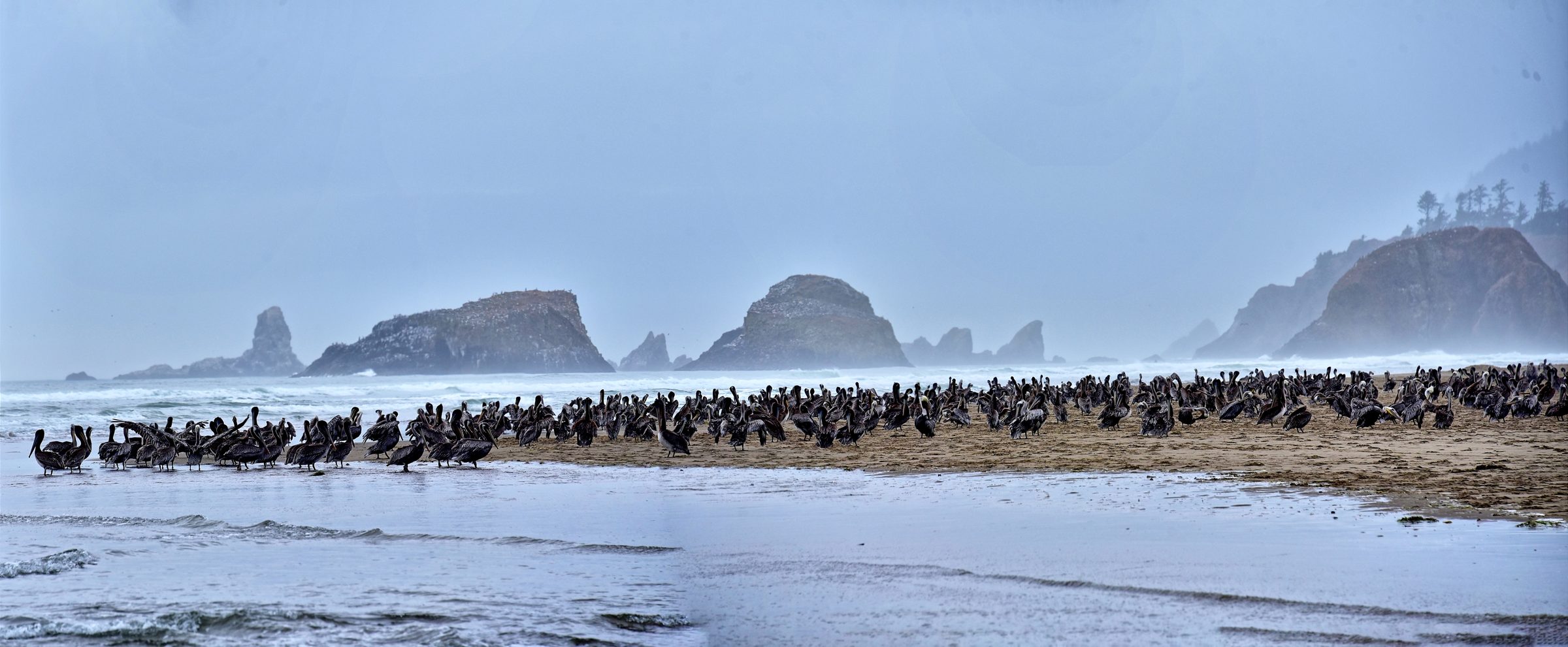 The Congregation — The whole flock, killing time between tides.