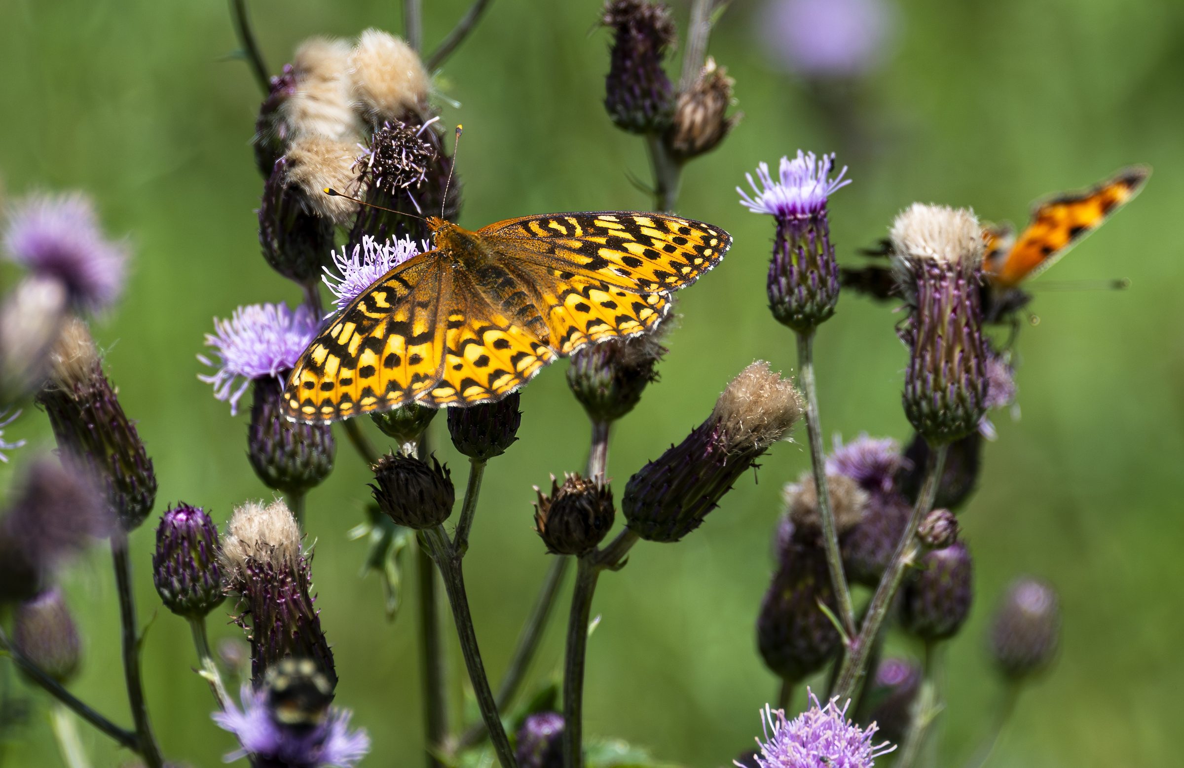 The Lunch Crowd — Two butterflies, a bee, and a lot of thistle.