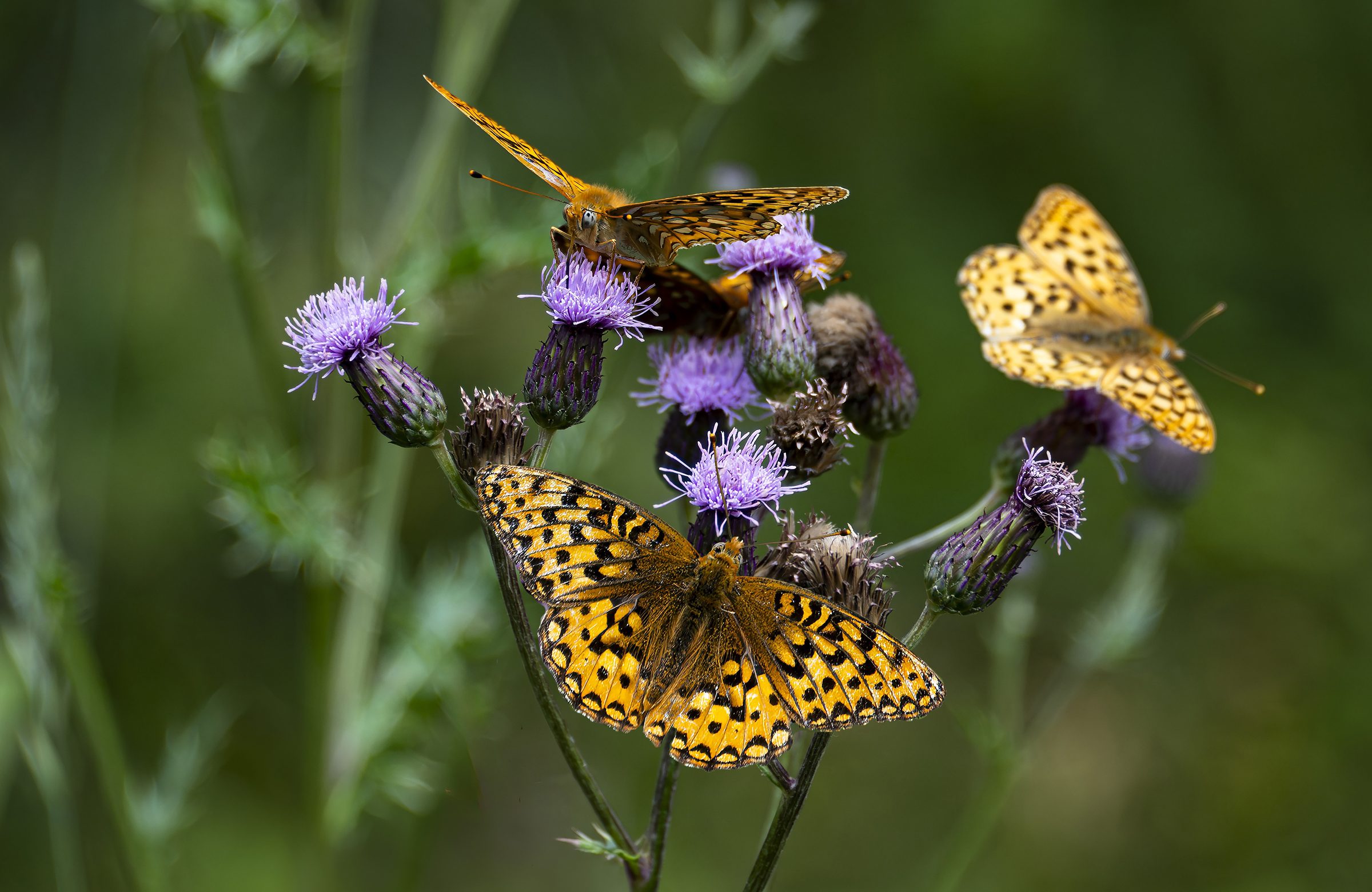 Happy Hour — Three fritillaries crash the thistle's open bar.