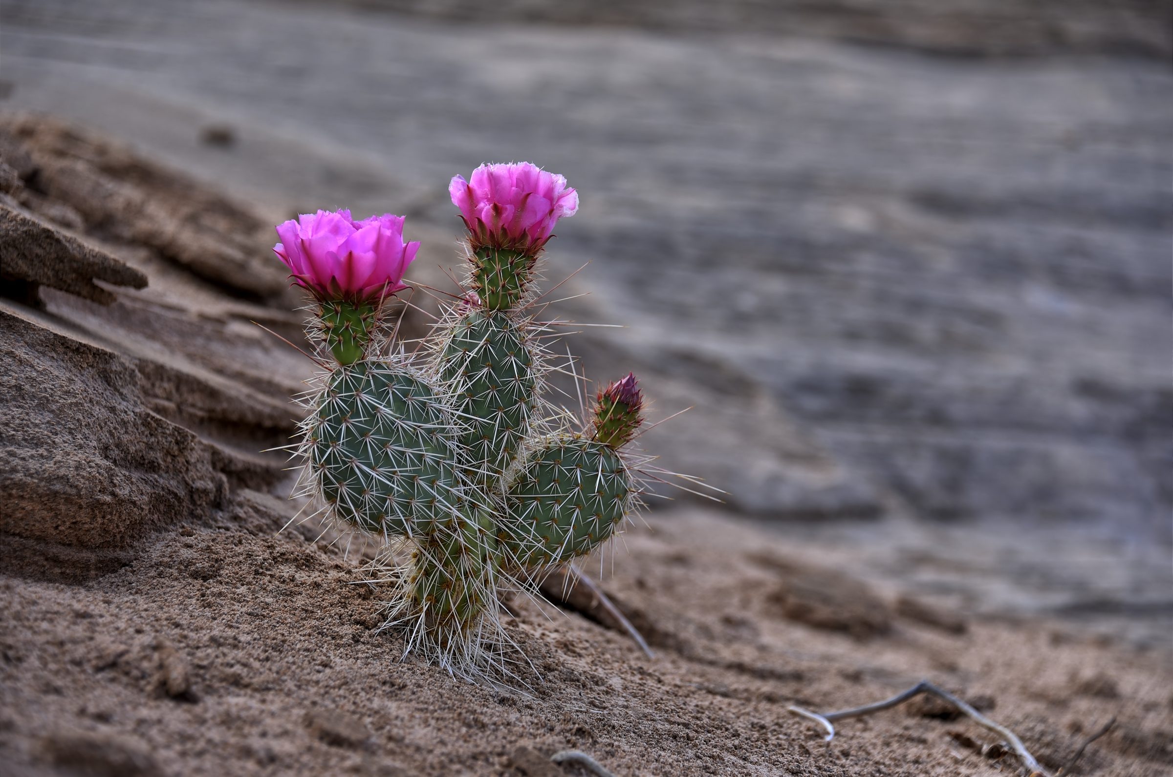 Between Rocks and Hard Places — Two pink blooms, a thousand reasons not to touch.
