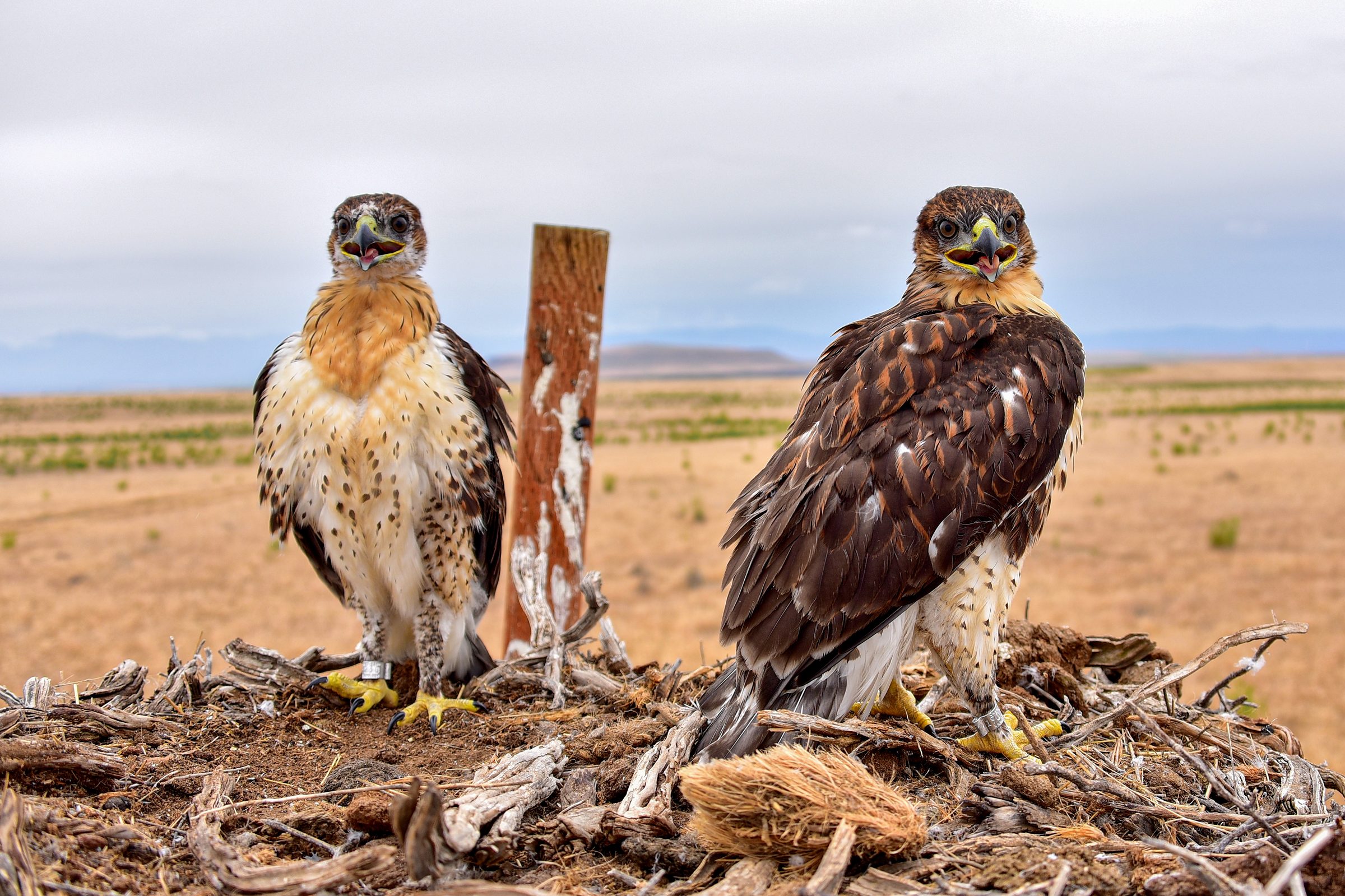 Eye Level — Two young hawks, freshly banded and thoroughly unimpressed.