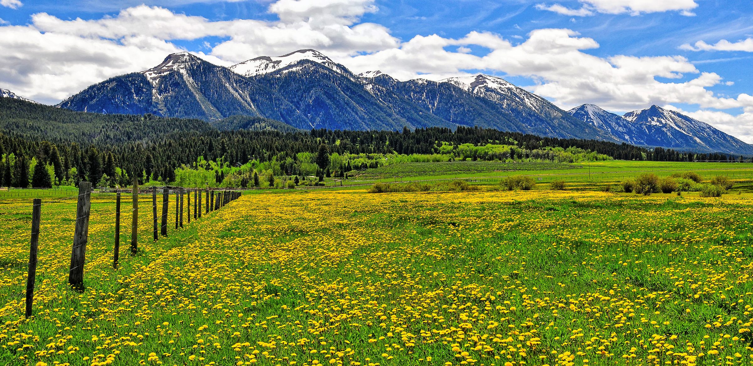 The Opportunity — Weeds in front, snow behind, and a fence between.