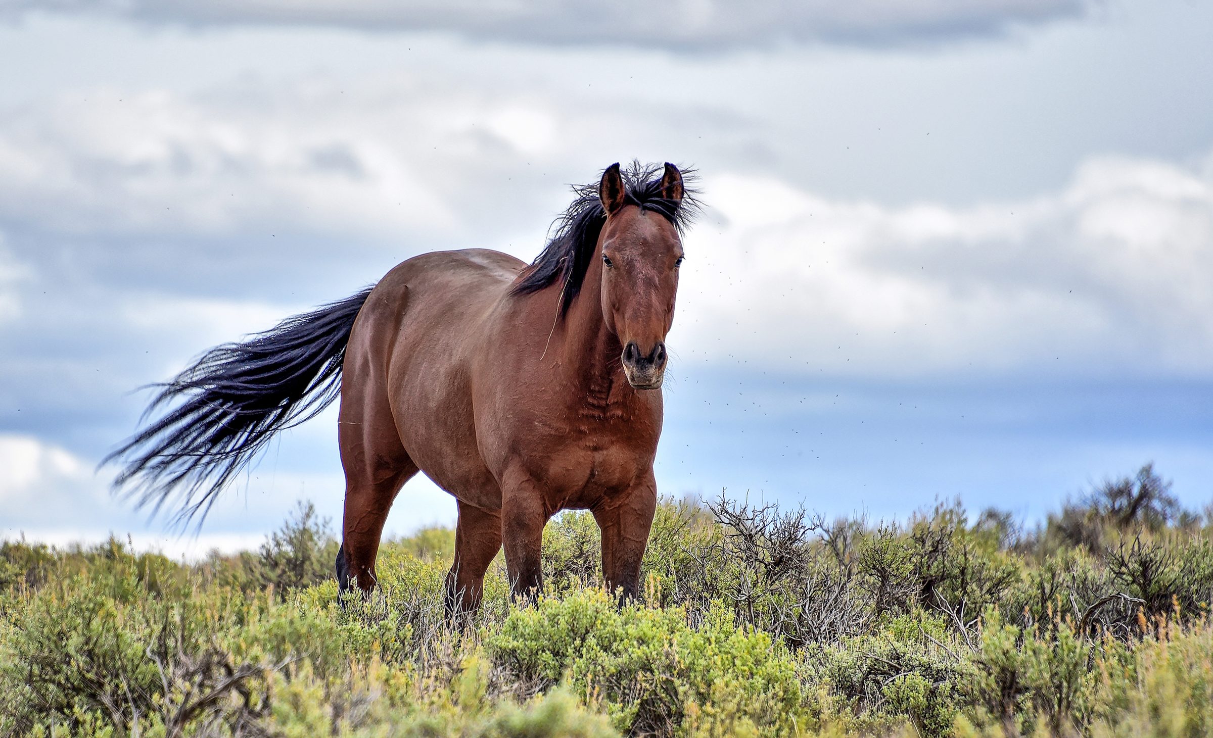 The Owner — He owns this sagebrush, and he knows it.