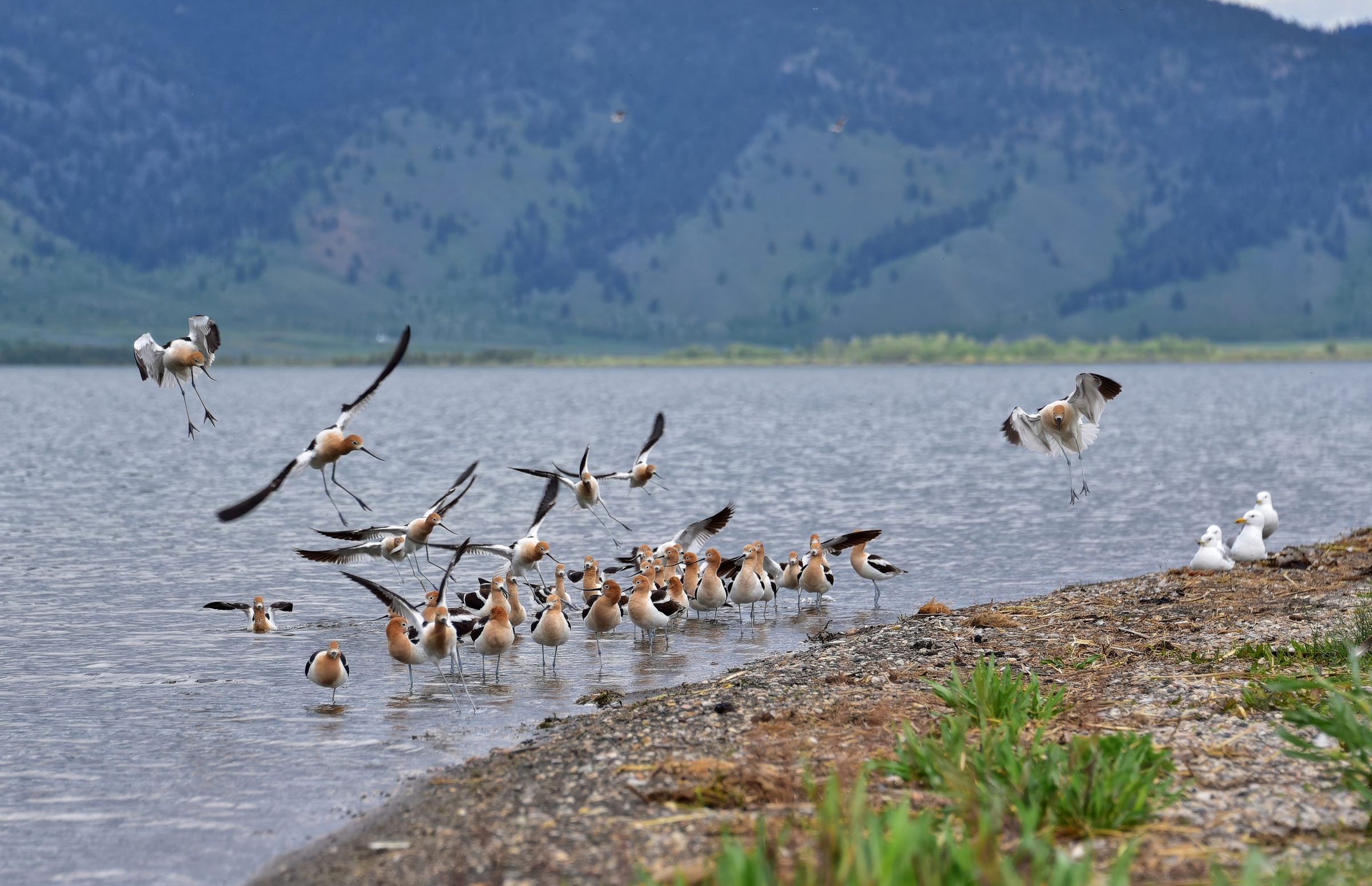 The Landing Party — A crowd in cinnamon, and two gulls unimpressed.